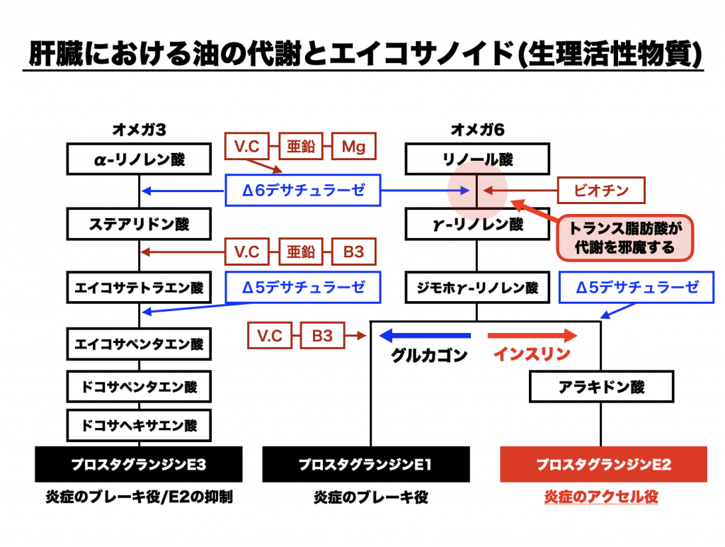 肝臓における油の代謝をわかりやすく図にまとめたイメージ