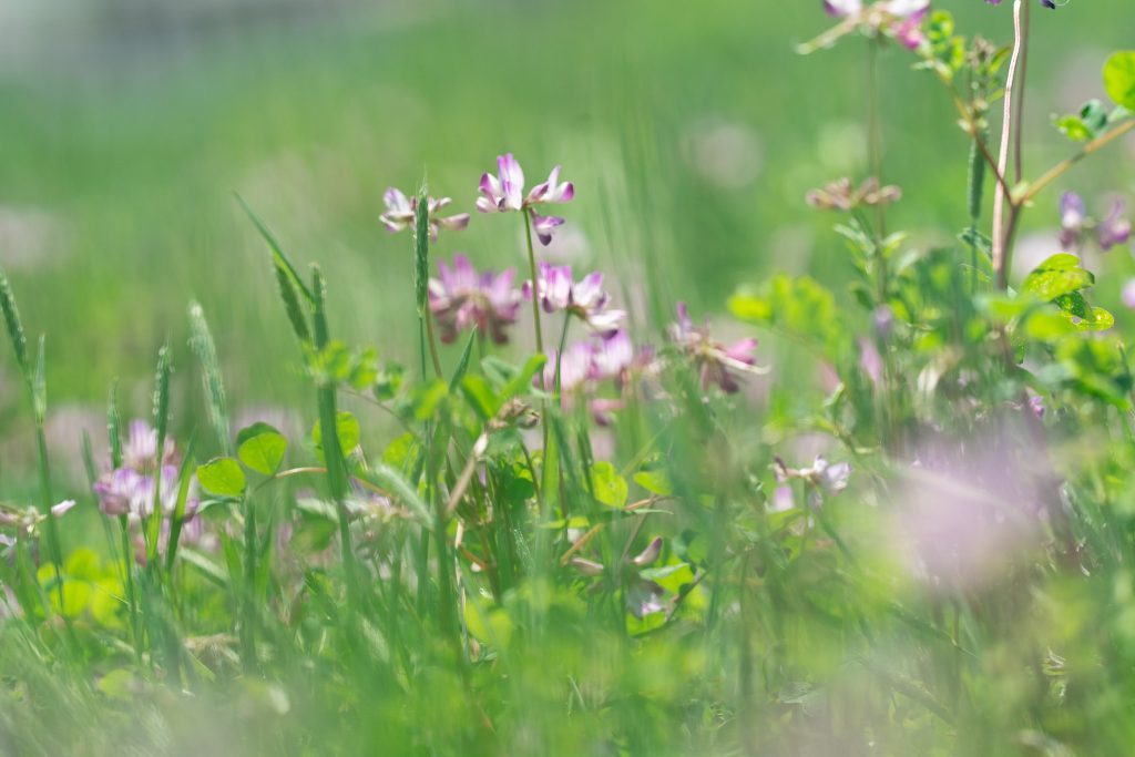 和歌山のかたやま農園に咲いている蓮花の花のイメージ
