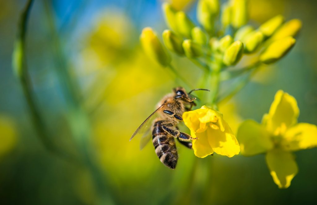 更年期に免疫力の低い人が喉が痛くなる原因をつくる花粉のイメージ