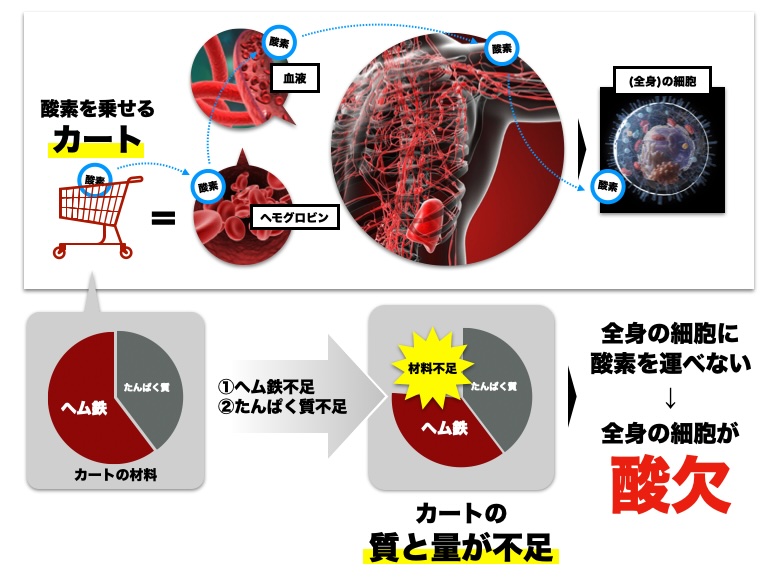 貧血になると細胞に酸素を運べず不調が起こることを説明