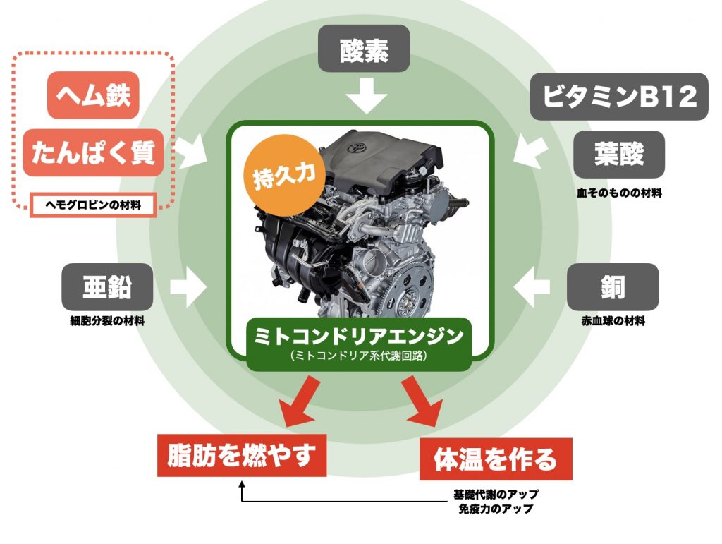 ヘモグロビンの材料であるヘム鉄とタンパク質だけでなく、貧血の改善には亜鉛や葉酸、ビタミンB12などが必要であることを説明する図