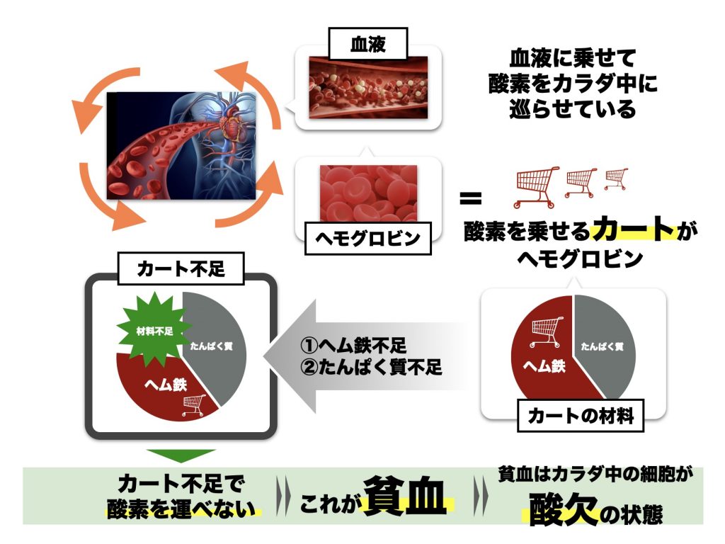 貧血の定義を説明するためのヘモグロビンの材料がヘム鉄とタンパク質であることを説明する図