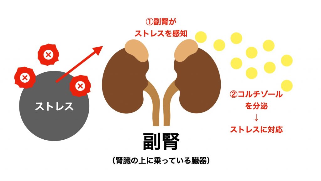 更年期に酸化して副腎疲労になると、ホルモン分泌が乱れてしまう